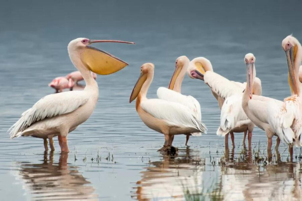 O Fascinante Mundo dos Pelicanos